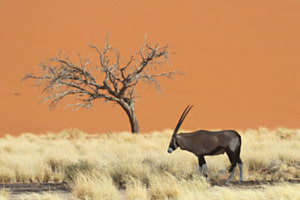 einsamer Oryx in der Namibwüste einsamer Oryx in der Namibwüste