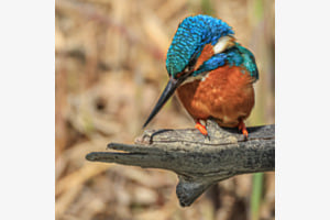 Kingfisher Kingfisher
