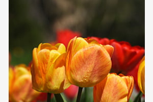 Die Tulpen 