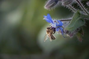 Biene an der Borretschblüte