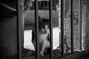 Hinter Gittern 