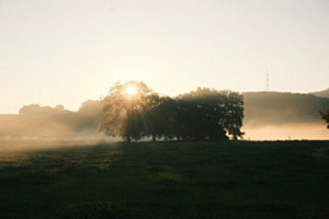 Bodennebel