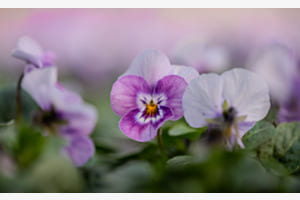 Viola cornuta
