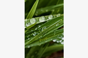 Wasserperlen