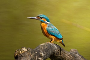 Wächter des Wassers Wächter des Wassers