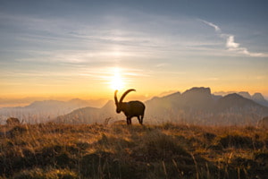 König der Alpen König der Alpen