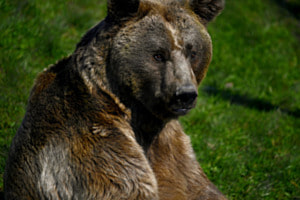 Bär in Ruheposition Bär in Ruheposition