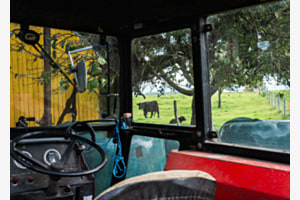 Cows Cows