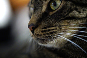 Yuki
