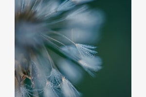 Wassertropfen auf Pusteblume