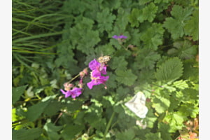 Biene im Anflug