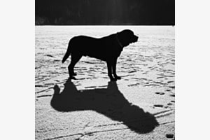 Balu Balu