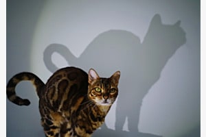 Der Leopard an der Wand Der Leopard an der Wand