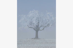 Baum im Nebel 