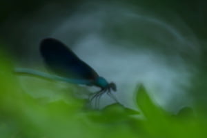 Blaue Erscheinung