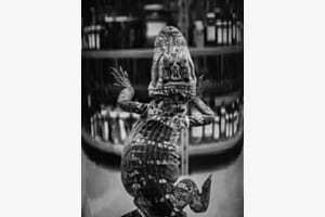 Croc
