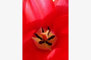 Tulpe