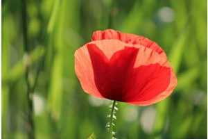 Mohn Mohn
