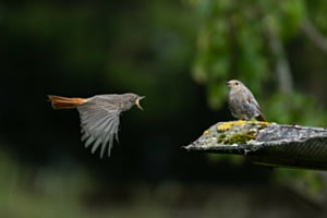 Anflug Anflug