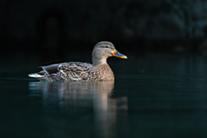 Stille Eleganz