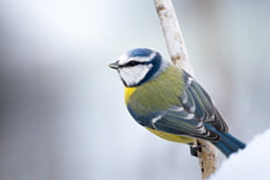Blaumeise
