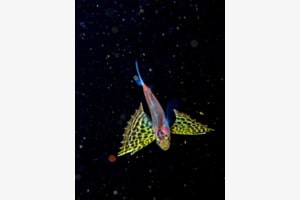 Fliegender Gurnard Fliegender Gurnard