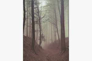 Mystery Forest 