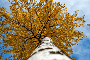 Blick in die goldene Krone Blick in die goldene Krone
