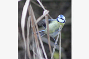 Blaumeise Blaumeise