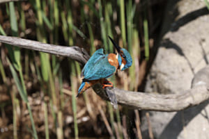 Eisvogel Eisvogel
