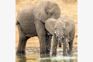 Am göötscha