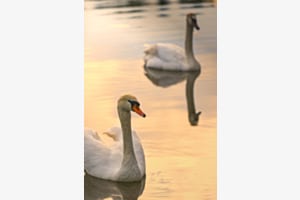 Eleganz im goldenen Licht Eleganz im goldenen Licht