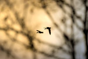 Silhouette in flight Silhouette in flight
