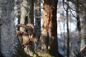 Schattenwald