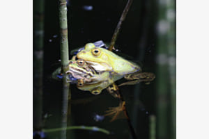 Frösche im Moorteich Frösche im Moorteich