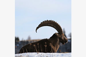 König der Alpen König der Alpen