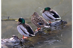 Quack