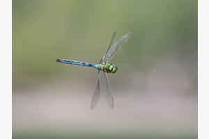 Grosse Königslibelle im Flug