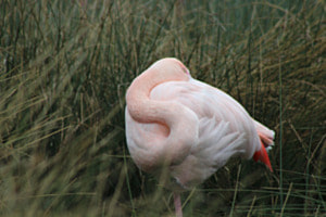 Flamingo 