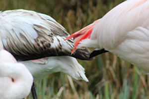 Flamingos farbenspiel