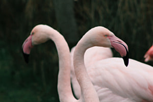 Flamingos Flamingos