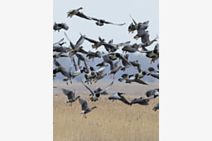 Aufregung bei den Gänsen Aufregung bei den Gänsen