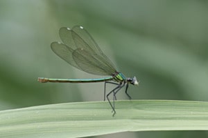 Prachtlibelle mit Fang