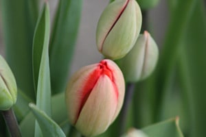 Tulpen