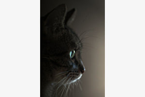 Der stille Blick aus dem Schatten