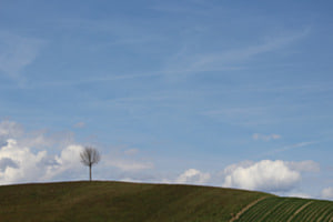 Einsamer baum