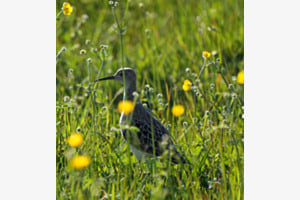 Kampfläufer Kampfläufer