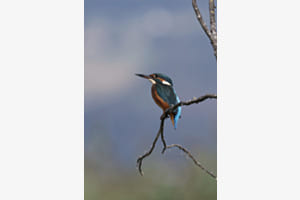 Verträumter Eisvogel