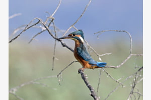 Eisvogel in Pose mit Windfrisur