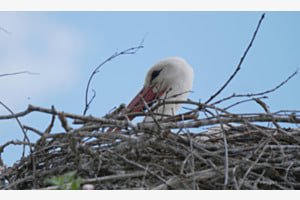 Storch Storch